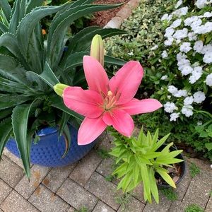 Meet your Posher, Jesus